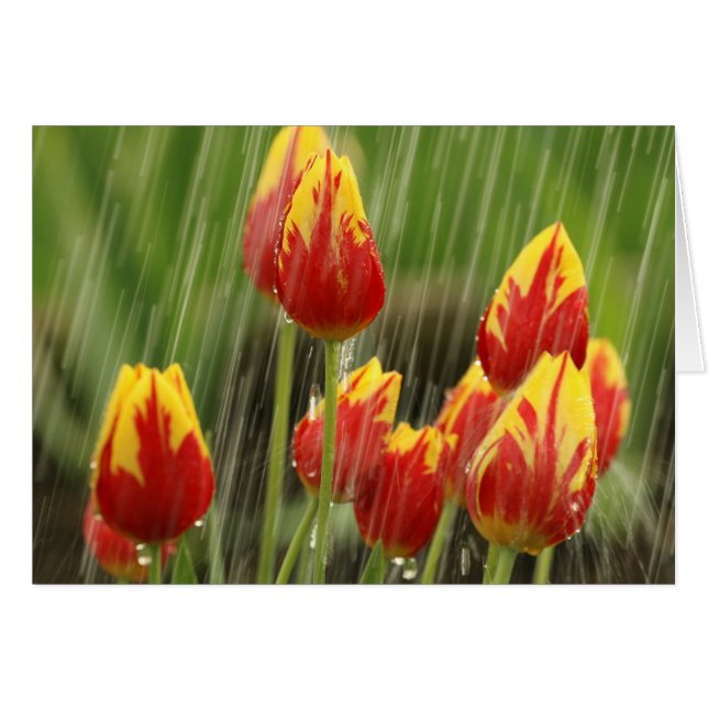 Spring Tulips (Front Horizontal)