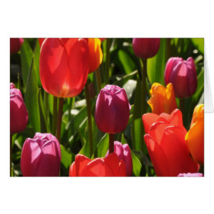 Spring tulips beauty