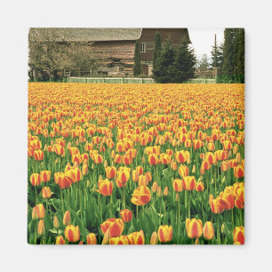 Spring tulips bloom in front of old barn. magnet