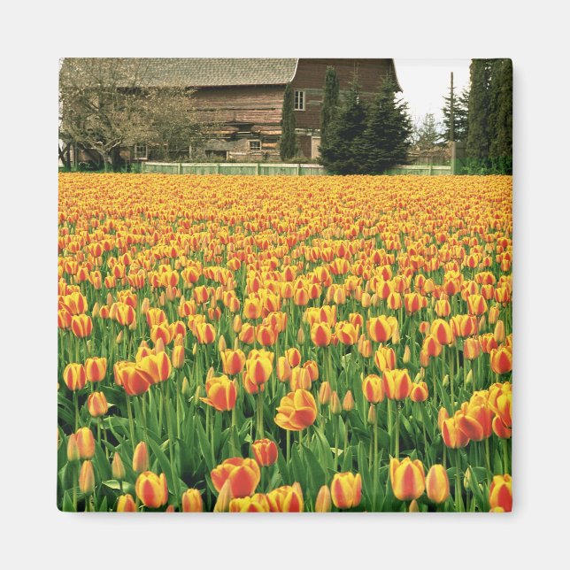 Spring tulips bloom in front of old barn. magnet (Front)