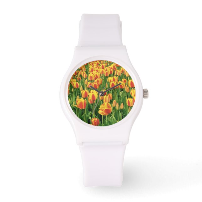 Spring tulips bloom in front of old barn. watch (Front)