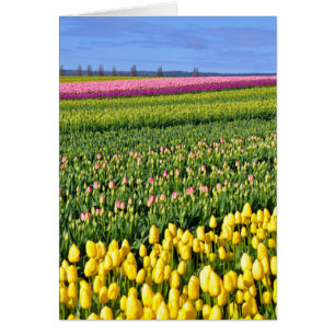 Spring tulips field