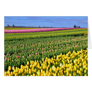 Spring tulips field