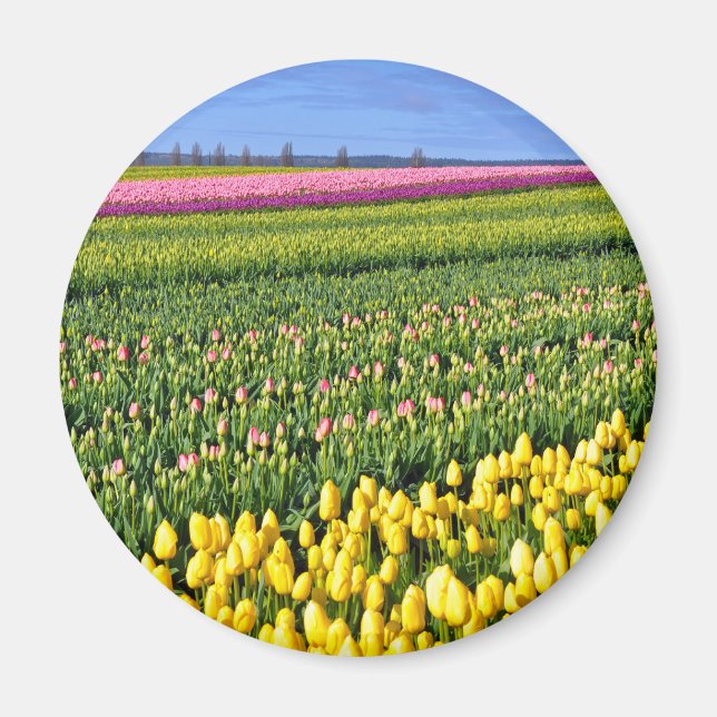 Spring tulips field magnet (Front)