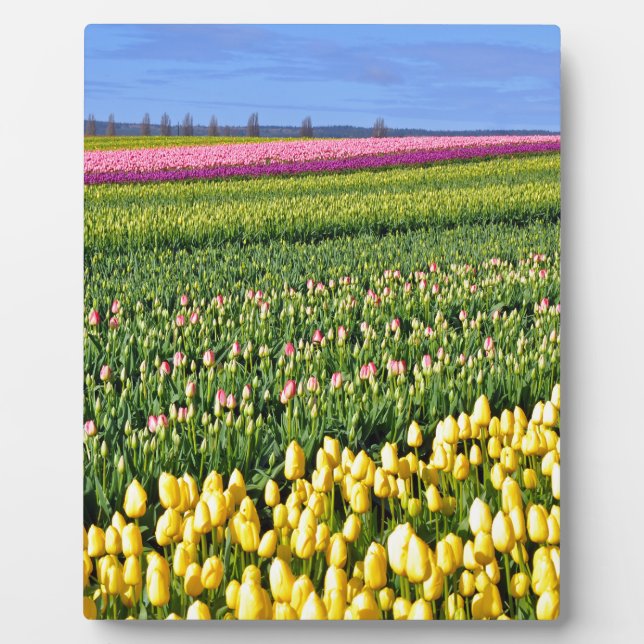 Spring tulips field plaque (Front)