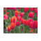 Spring tulips in Edmonton