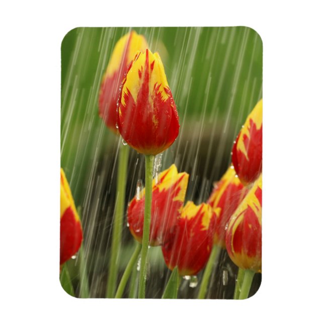 Spring Tulips Magnet (Vertical)