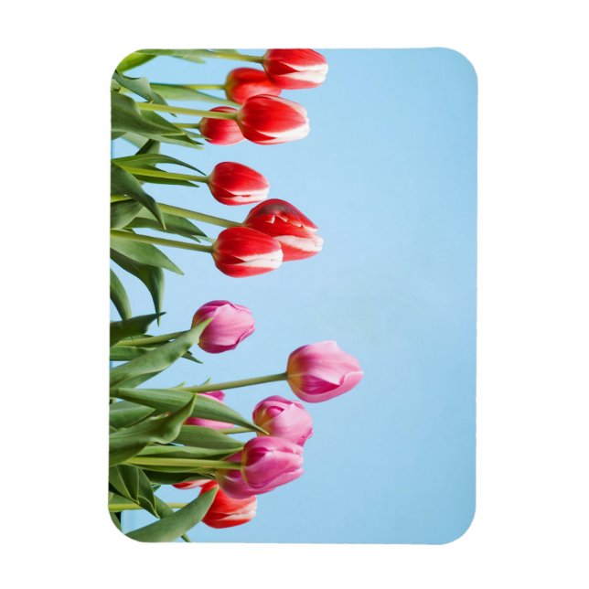 Spring Tulips magnets (Vertical)