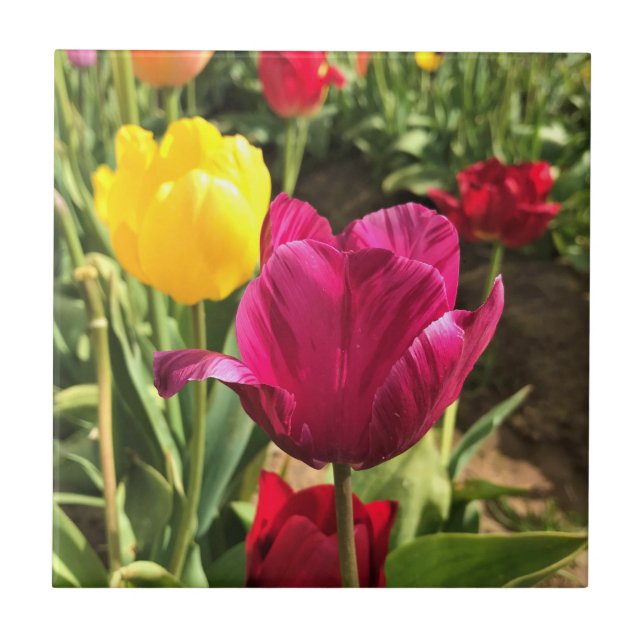 Spring Tulips, Oregon Ceramic Tile (Front)