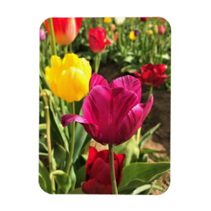 Spring Tulips, Oregon Magnet