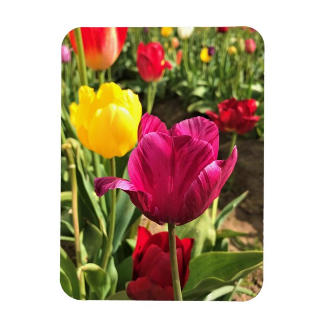 Spring Tulips, Oregon Magnet (Vertical)