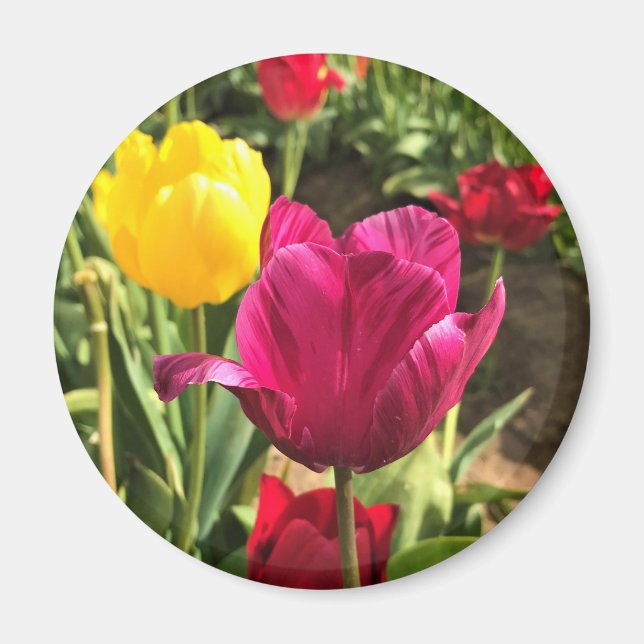 Spring Tulips, Oregon Magnet (Front)