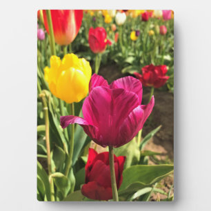 Spring Tulips, Oregon Plaque