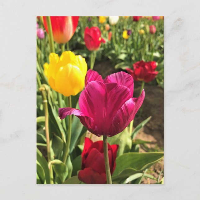 Spring Tulips, Oregon Postcard (Front)