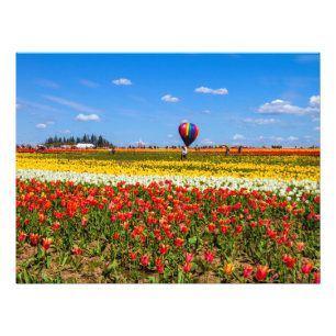 Spring Tulips Photo Enlargement Print