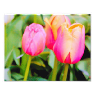 SPRING TULIPS PHOTO PRINT