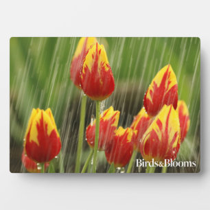 Spring Tulips Plaque