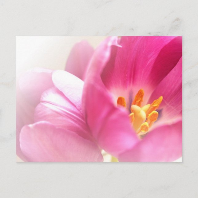 Spring Tulips Postcard (Front)