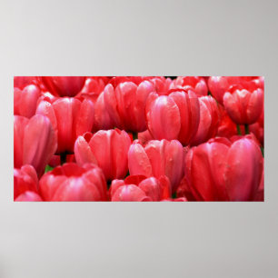 Spring Tulips Poster