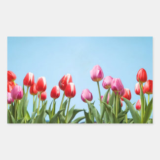Spring Tulips Stickers