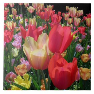 Spring Tulips Tile
