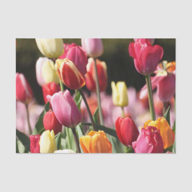 Spring Tulips Tissue Paper (Front)