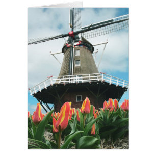 Spring Tulips Windmill