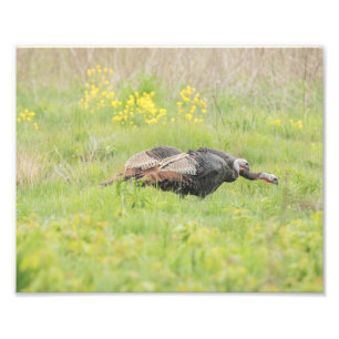 Spring Turkey Print