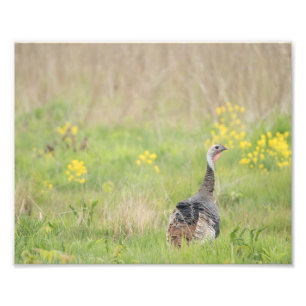 Spring Turkey Print - 2