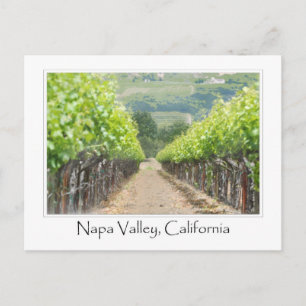 Spring Vineyard in Napa Valley California Postcard