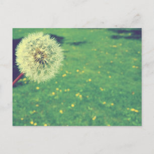 Spring Vintage Wishes Photography Postcard
