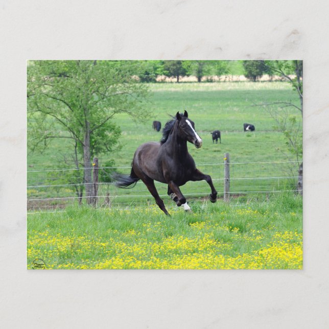 Spring Walker Postcard (Front)