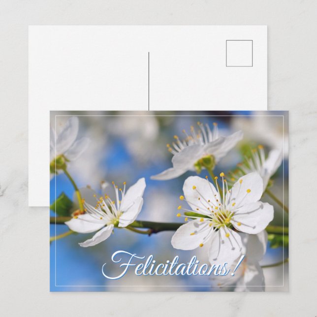Spring white greetings postcard (Front/Back)