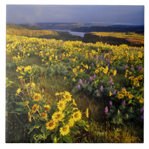 Spring wildflowers in abundance at the Tom Ceramic Tile