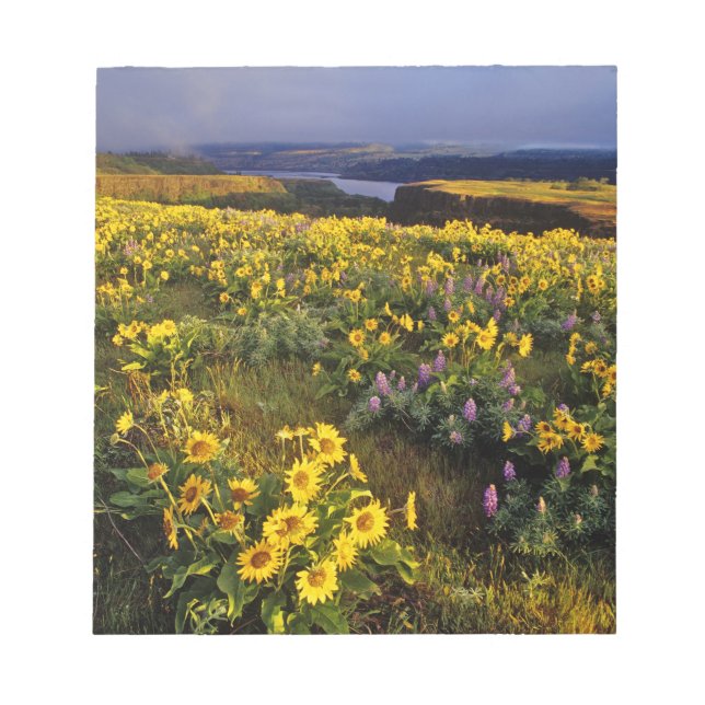 Spring wildflowers in abundance at the Tom Notepad (Front)