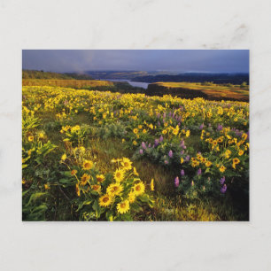 Spring wildflowers in abundance at the Tom Postcard