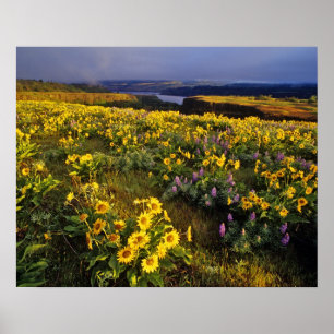 Spring wildflowers in abundance at the Tom Poster