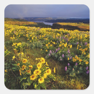 Spring wildflowers in abundance at the Tom Square Sticker