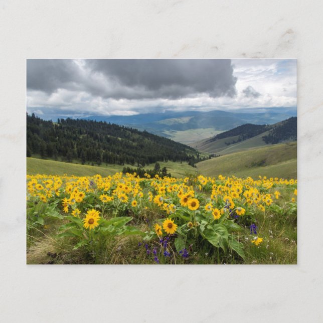 Spring Wildflowers In The Hills Postcard (Front)