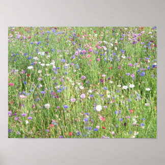 spring wildflowers poster