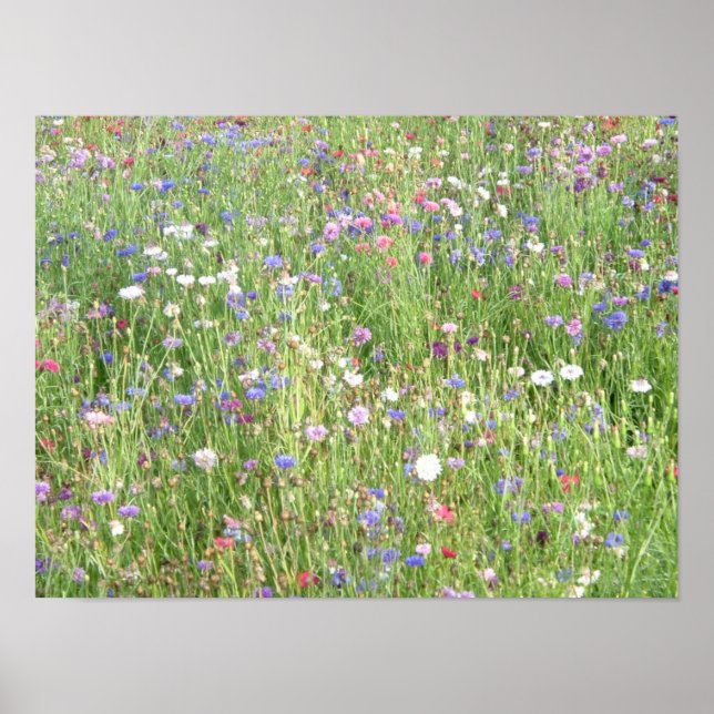 spring wildflowers poster (Front)