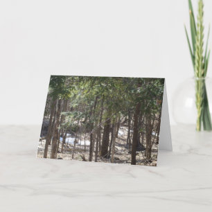 Spring Woods Blank card