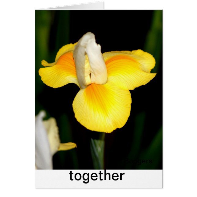 spring yellow (Front)