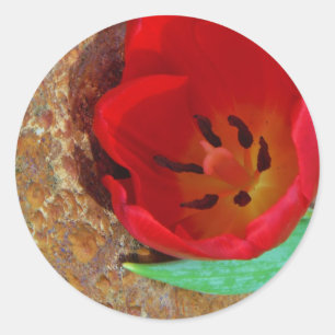 Spring yellow and Red Tulip Classic Round Sticker