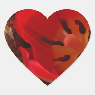 Spring yellow and Red Tulip Heart Sticker