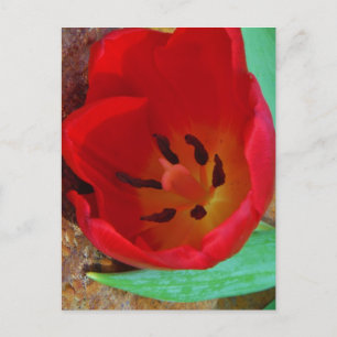 Spring yellow and Red Tulip Postcard