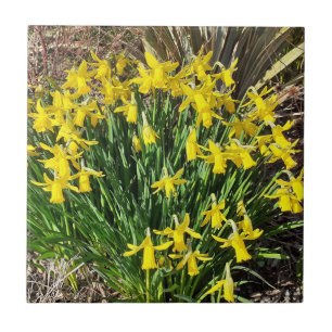 Spring Yellow Daffodils Ceramic Tile