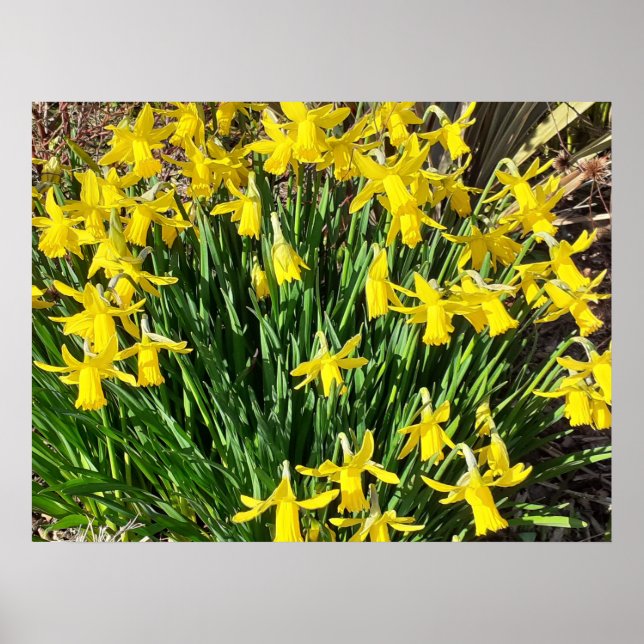 Spring Yellow Daffodils Poster (Front)