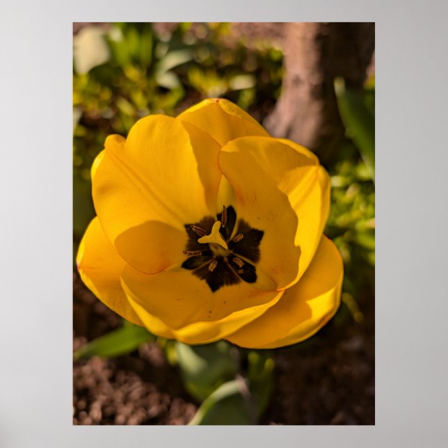 Spring Yellow Tulip Macro Poster (Front)