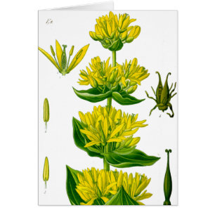 Spring yellow vintage herb